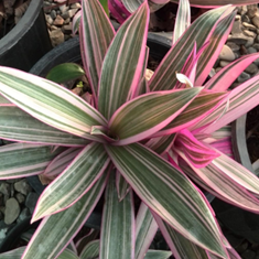 زیپلین-گلدان-10