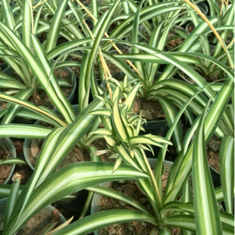 گندمی-کاسه-آویز