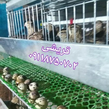 آبخوری-آویز-اتوماتیک-بوقلمون-ستاره-کد-مبصیح