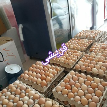 پرکن-مرغ-3-تایی-استیل-ارزان-بازرگانی-قریشی