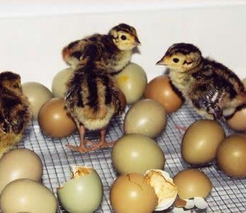 دستگاه-جوجه-کشی-96-تایی-ایزی-باتور-2