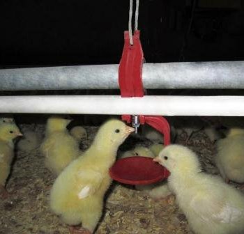 نیپل-پلاستیکی-360-درجه-تکنو-ترکیه