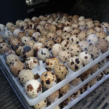 شانه-تخم-بلدرچین-96-عددی-مناسب-دستگاه-جوجه-کشی-شانه-جوجه-کشی