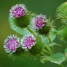 عرق-بابا-آدم-پرنیان