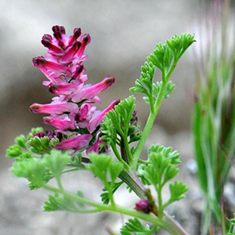 عرق-شاتره-پرنیان