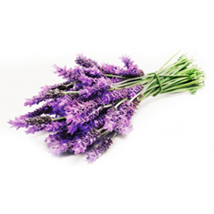 عرق-اسطوخودوس-پرنیان