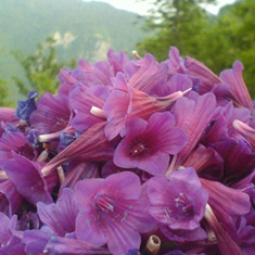 عرق-گل-گاو-زبان-پرنیان