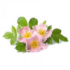 عرق-گل-نسترن-پرنیان