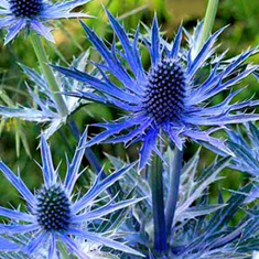 عرق-بوقناق-پرنیان