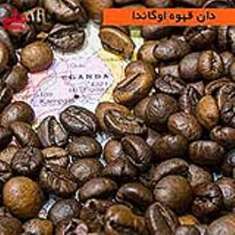 دان-قهوه-اوگاندا
