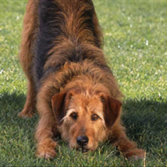 انواع-سگهای-پرورشی-و-سگهای-کار