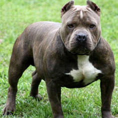 انواع-سگهای-پرورشی-و-سگهای-کار