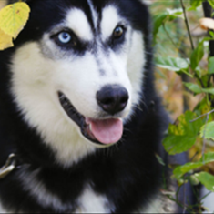 انواع-سگهای-پرورشی-و-سگهای-کار