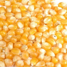 ذرت-روس-امیر