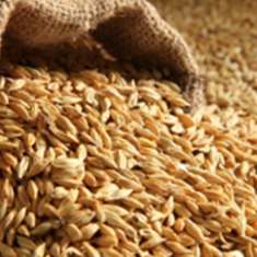 جو-روس-انزلی