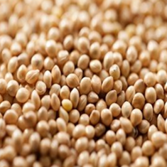 ارزن-ایرانی