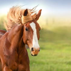 استارتر-اسب