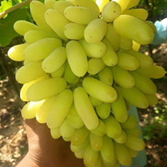 نهال-انگور-سبز