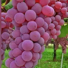 نهال-انگور-ردگلوب