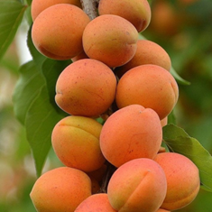 زردآلو-بلژیک