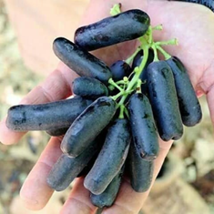 نهال-انگور-سویت-شاپر