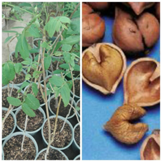 نهال-گردو-قلبی