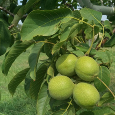نهال-گردو-فرنور