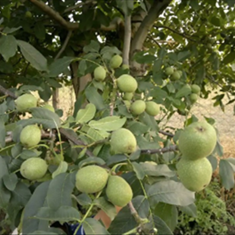 نهال-گردو-پدرو