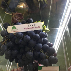 نهال-انگور-آلفونسو