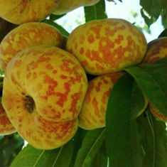 هلو-انجیری-پلنگی