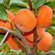 نهال-خرما-گوجه-ای