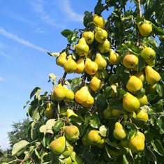 نهال-گلابیدوشیس