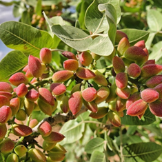 نهال-پسته-هیبریدی-آمریکایی-UCB-1