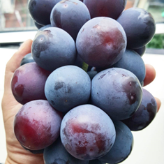 نهال-انگور-ژاپنی