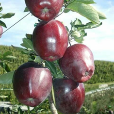 نهال-سیب-قرمز-فرانسه