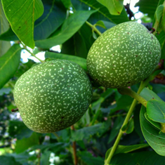 نهال-گردو-شیلی