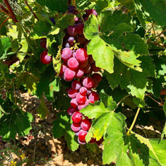 نهال-انگور-ویکتوریا