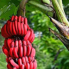 نهال-موز-قرمزموز-داکا