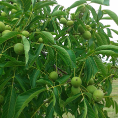 نهال-گردو-فرانتک