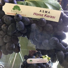 نهال-انگور-هروز-ترکیه