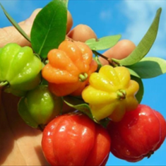 گیلاس-سورینام