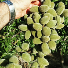 بادام-تگزاس