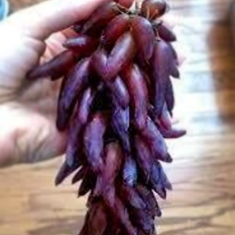 نهال-انگور-شمشیری