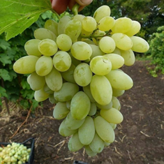 نهال-انگور-گرن-سدلیس