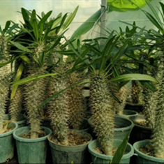 نمایشگاه-دائمی-گل-و-گیاه-نیلوفر