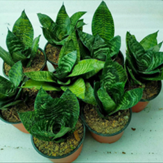 نمایشگاه-دائمی-گل-و-گیاه-نیلوفر