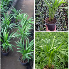 نمایشگاه-دائمی-گل-و-گیاه-نیلوفر