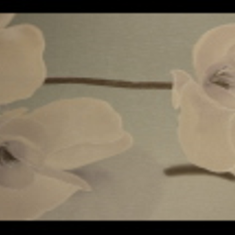 کاغذ-دیواری-مارکو