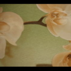 کاغذ-دیواری-مارکو