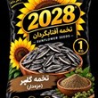 تخمه-آفتابگردان-گلپر